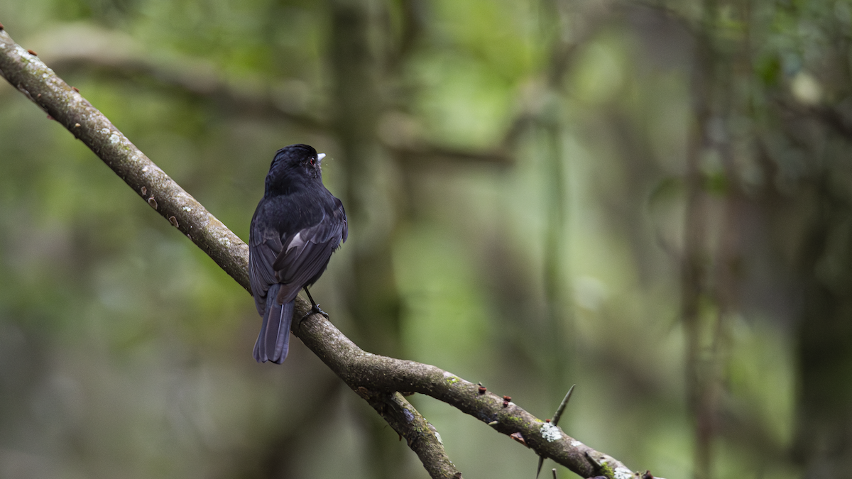 Blue-billed Black-Tyrant - ML643451706