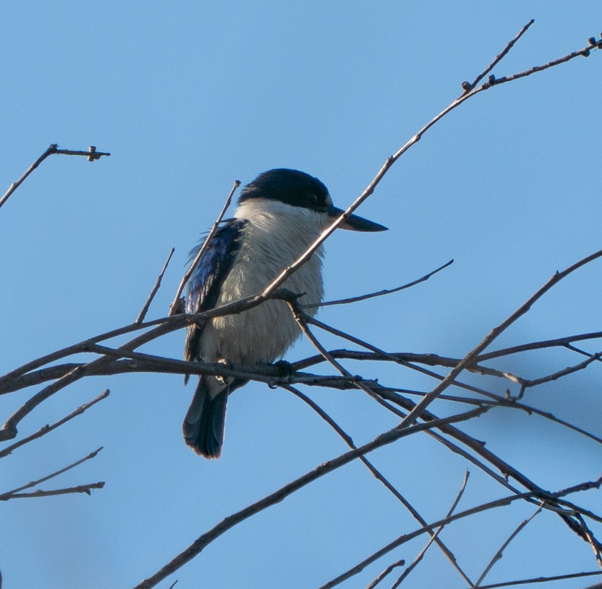 Forest Kingfisher - ML643451708