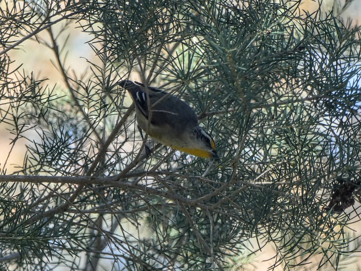 Striated Pardalote - ML643451728