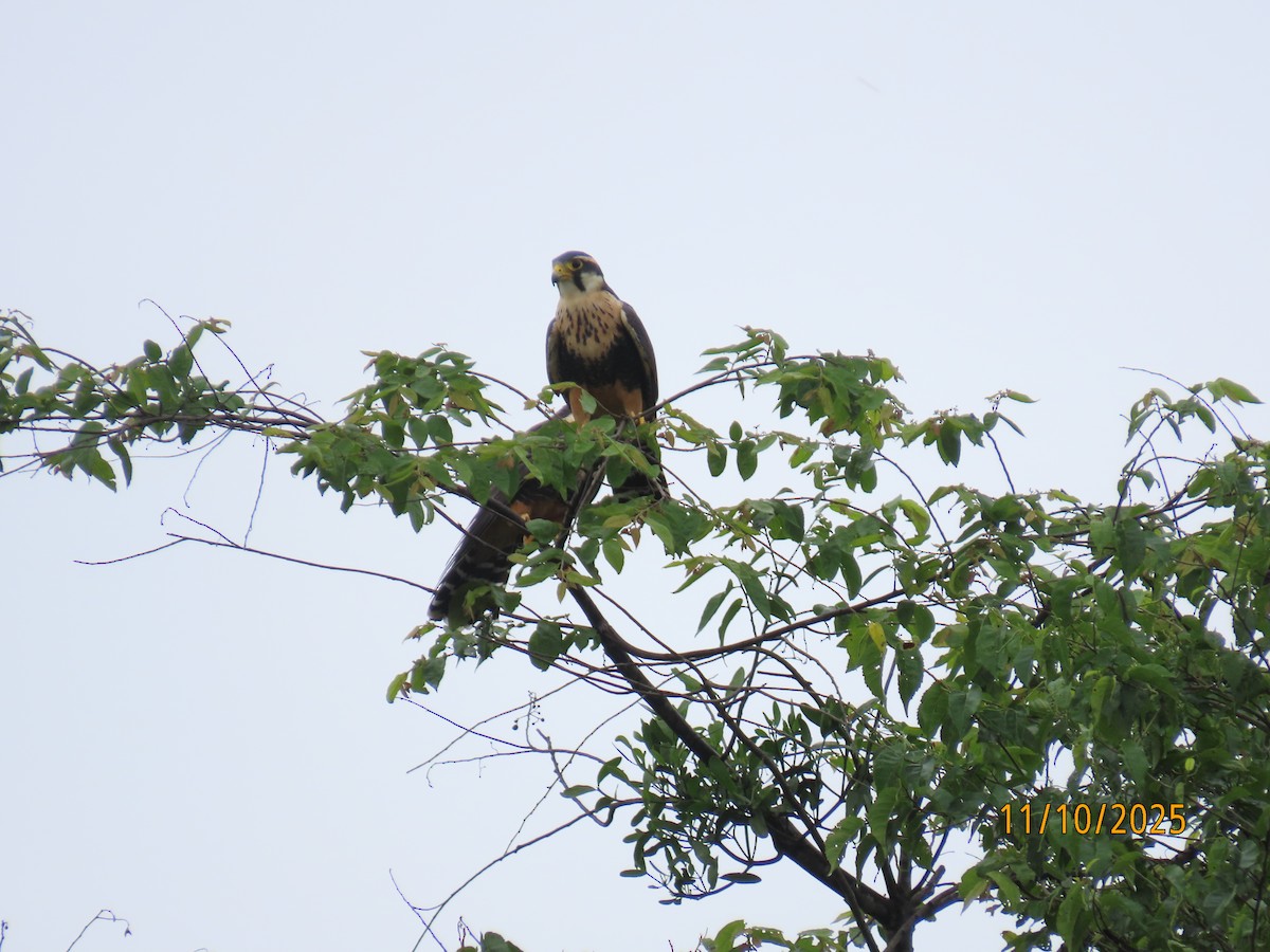 Aplomado Falcon - ML643451730