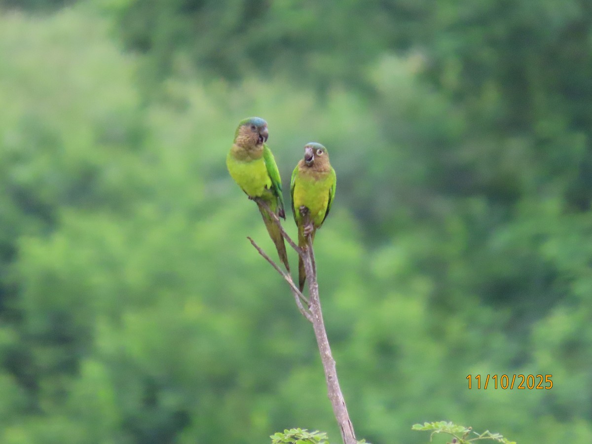 Brown-throated Parakeet - ML643451742