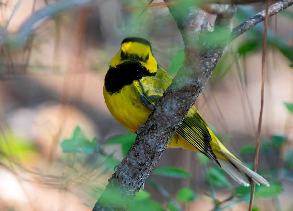 Hooded Warbler - ML643451743