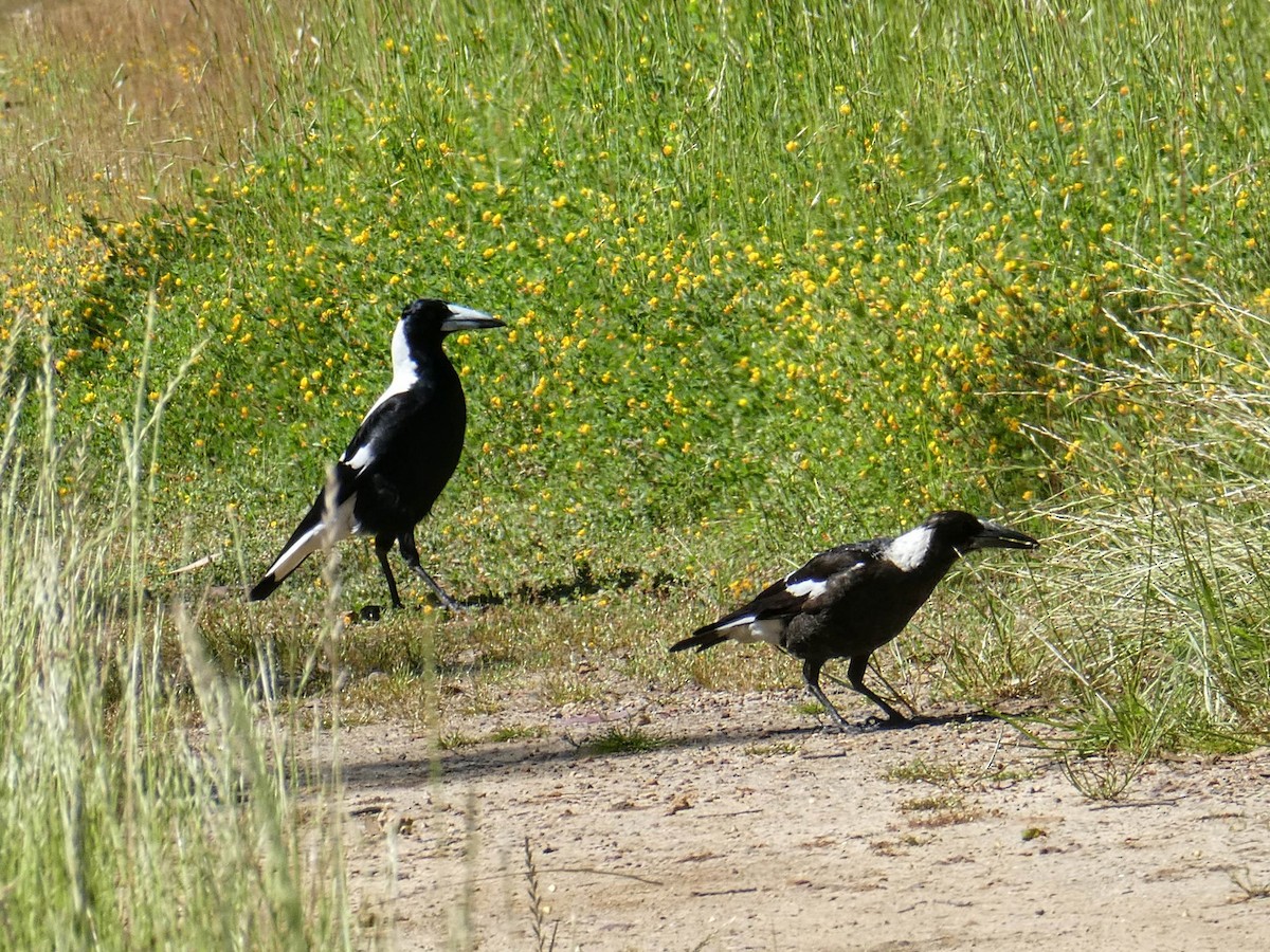 Australian Magpie - ML643451747