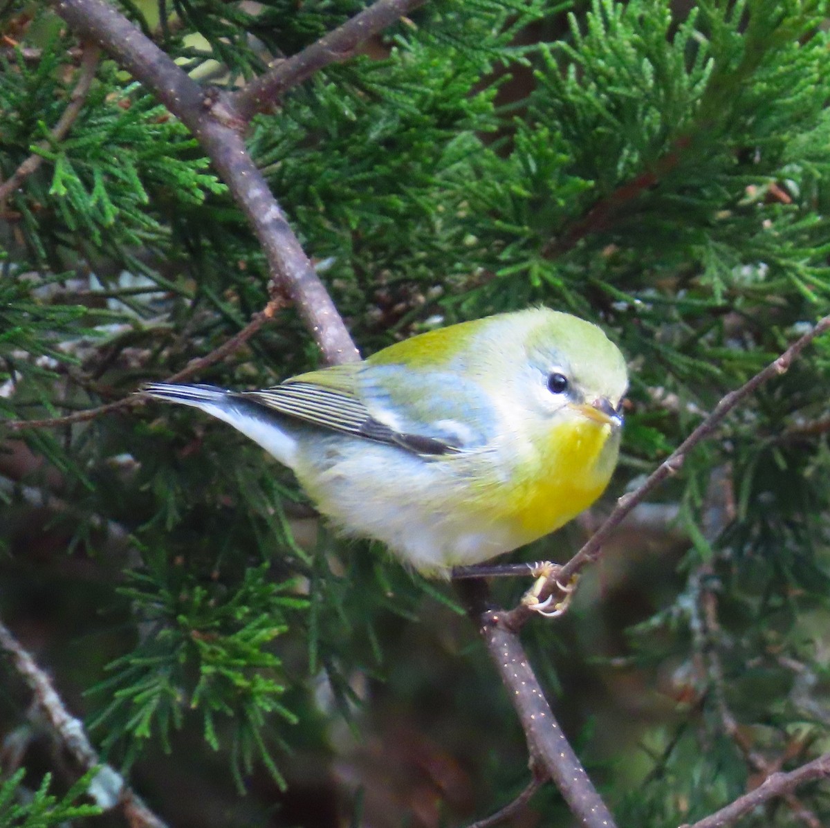 Northern Parula - ML643451749