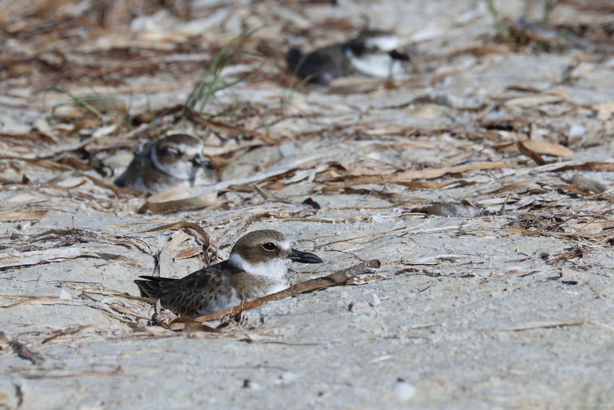 Wilson's Plover - ML643451754