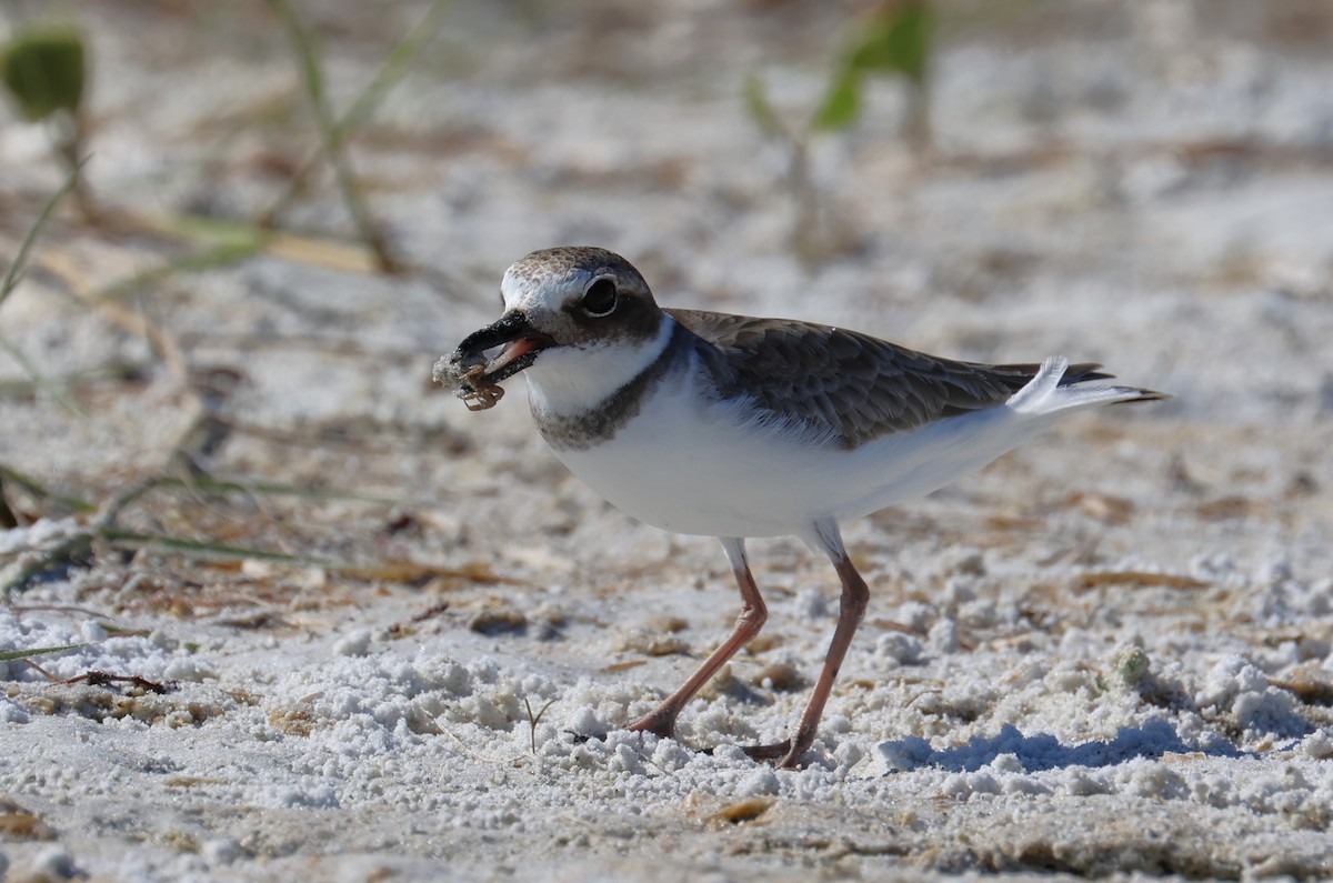 Wilson's Plover - ML643451755