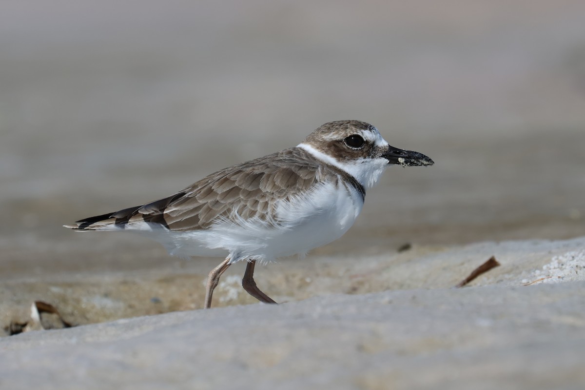 Wilson's Plover - ML643451756