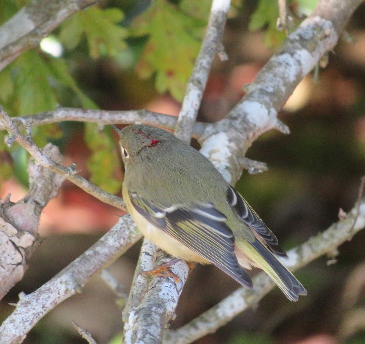 Ruby-crowned Kinglet - ML643451807