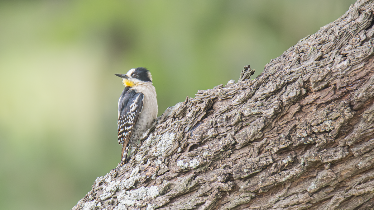 White-fronted Woodpecker - ML643451808