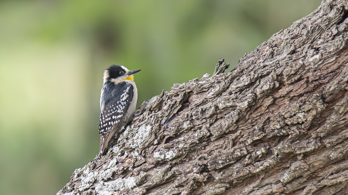 White-fronted Woodpecker - ML643451809