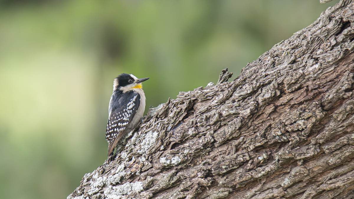 White-fronted Woodpecker - ML643451810