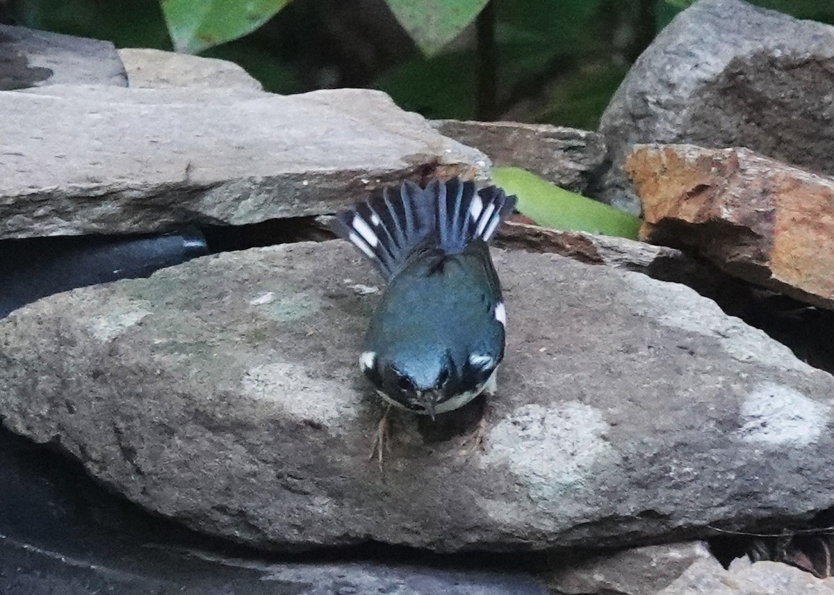 Black-throated Blue Warbler - ML643451811