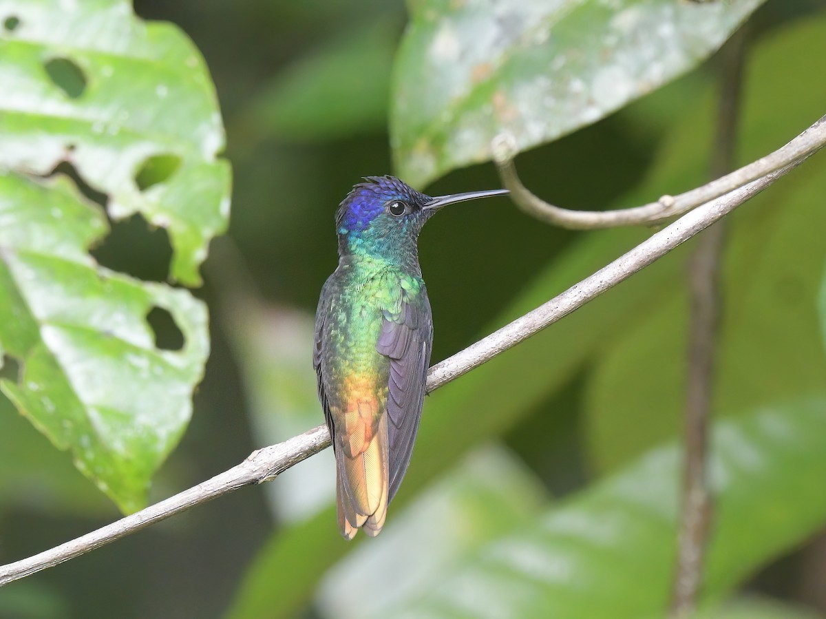 gyllenstjertkolibri - ML643451815
