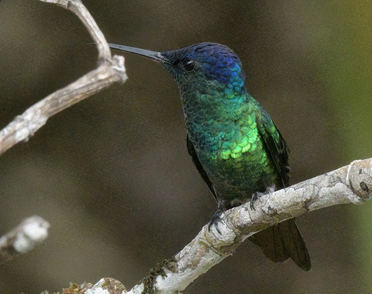 gyllenstjertkolibri - ML643451816