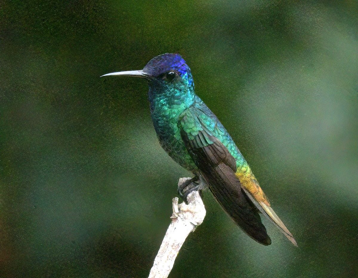 gyllenstjertkolibri - ML643451817