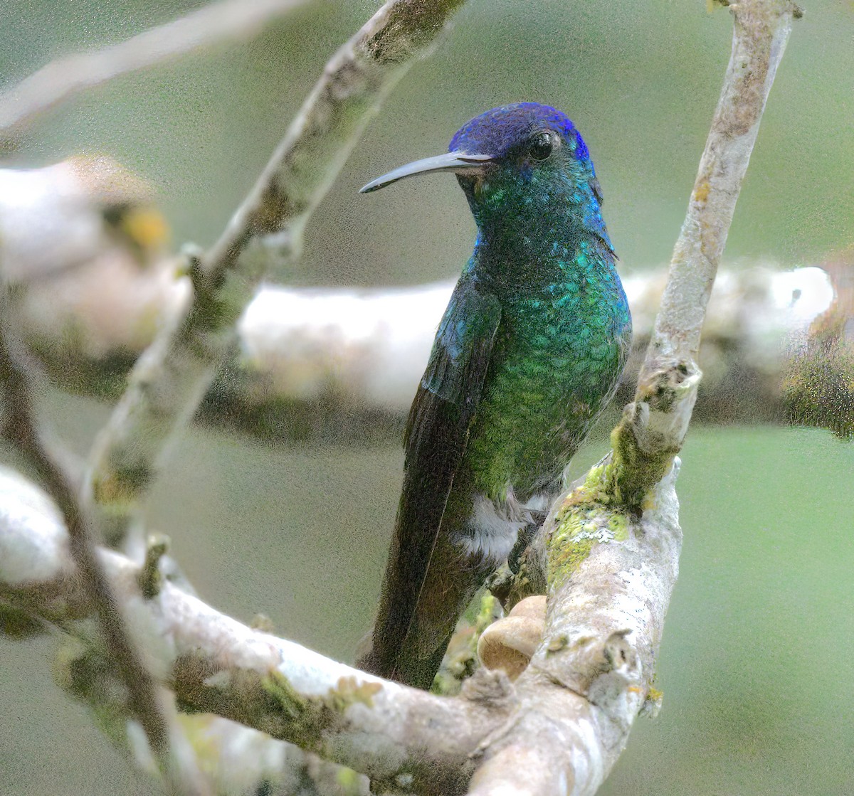 gyllenstjertkolibri - ML643451818