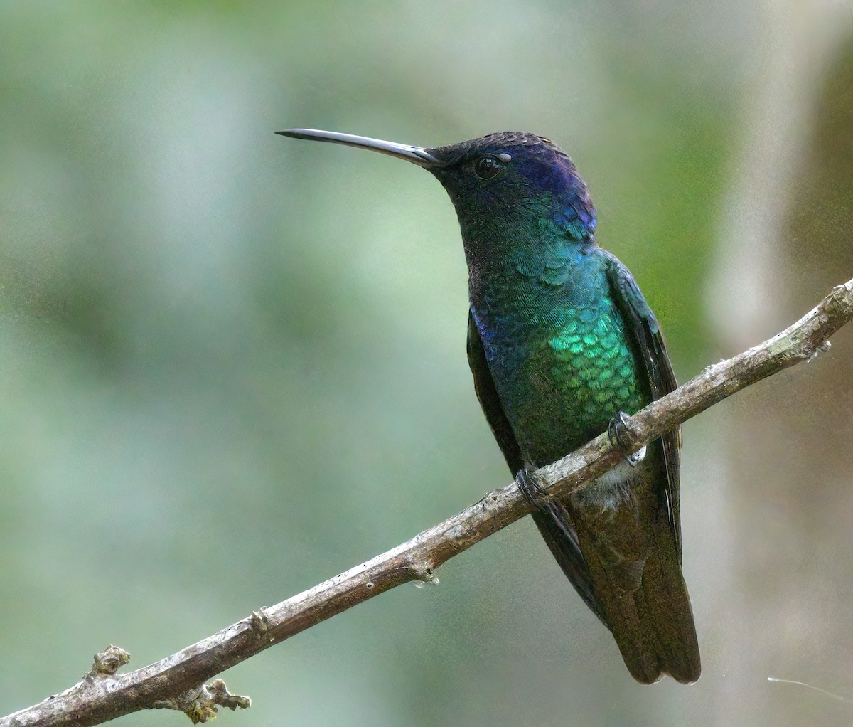 gyllenstjertkolibri - ML643451819