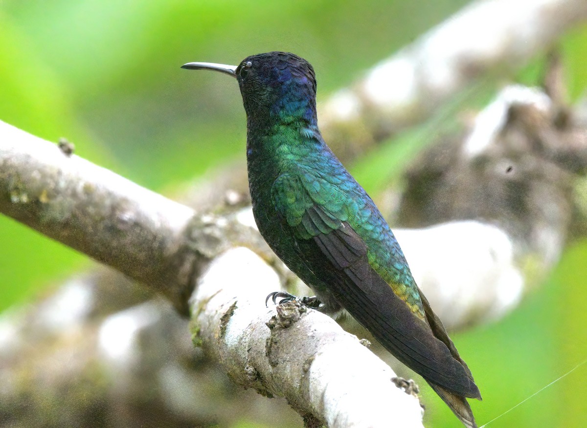 gyllenstjertkolibri - ML643451820