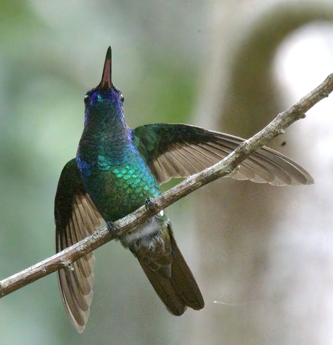 gyllenstjertkolibri - ML643451821