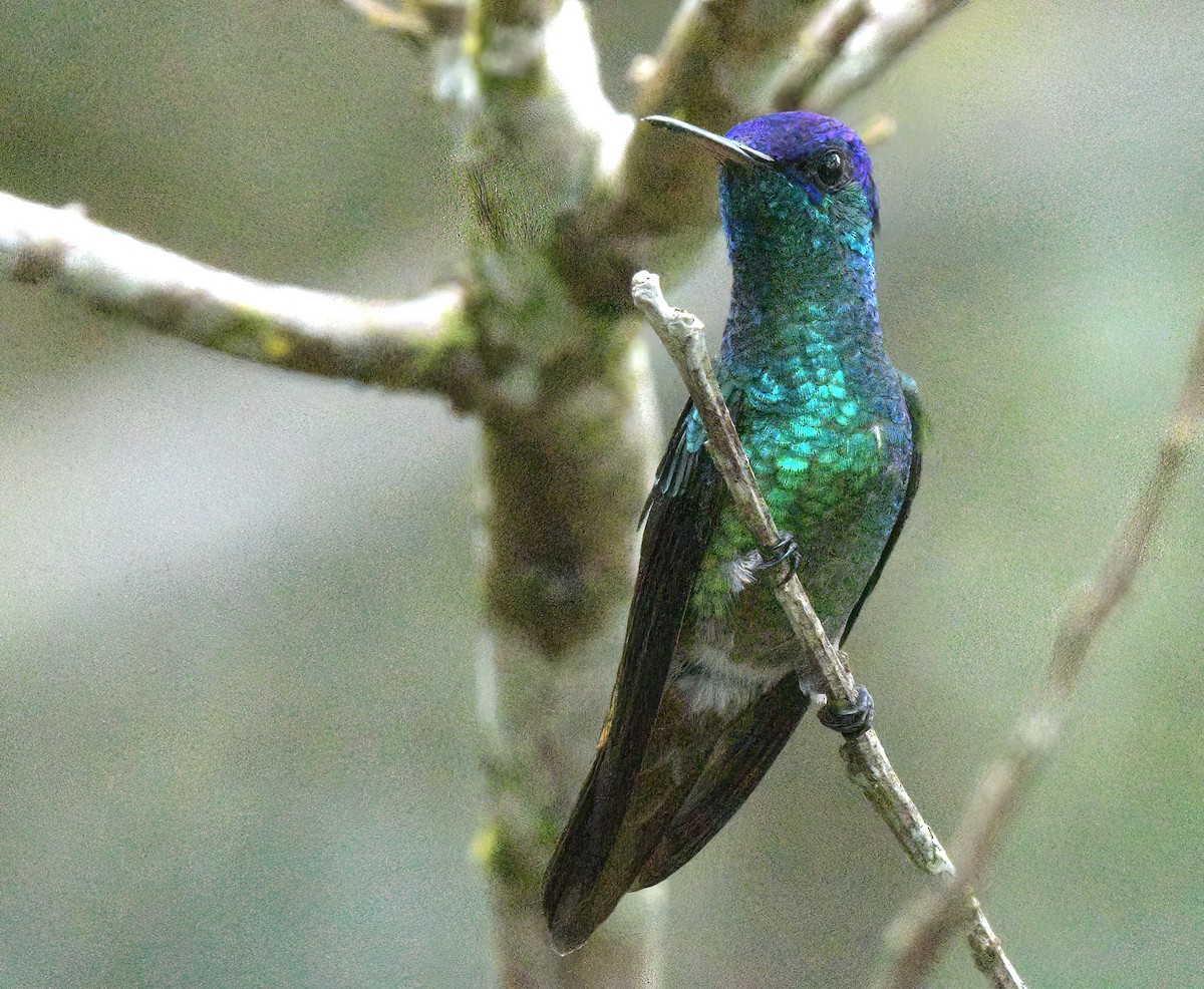 gyllenstjertkolibri - ML643451822