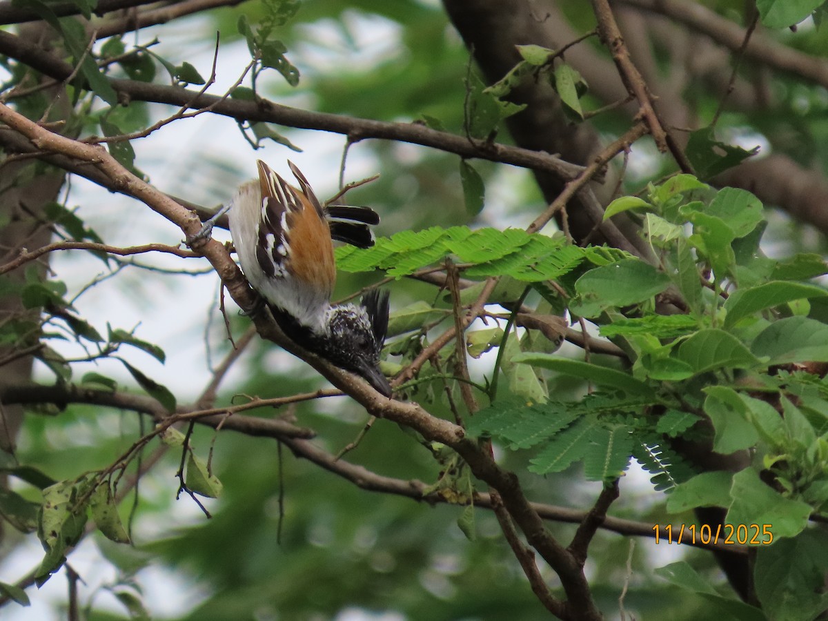 Black-crested Antshrike - ML643451823