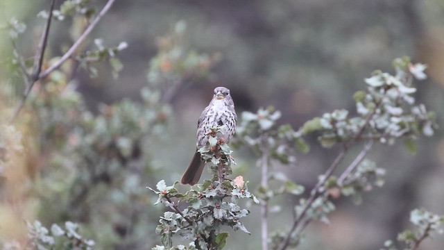 Fuchsammer (Dickschnabelammer) - ML643451833