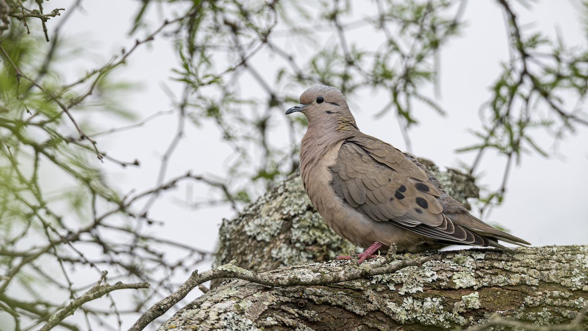 Eared Dove - ML643451836
