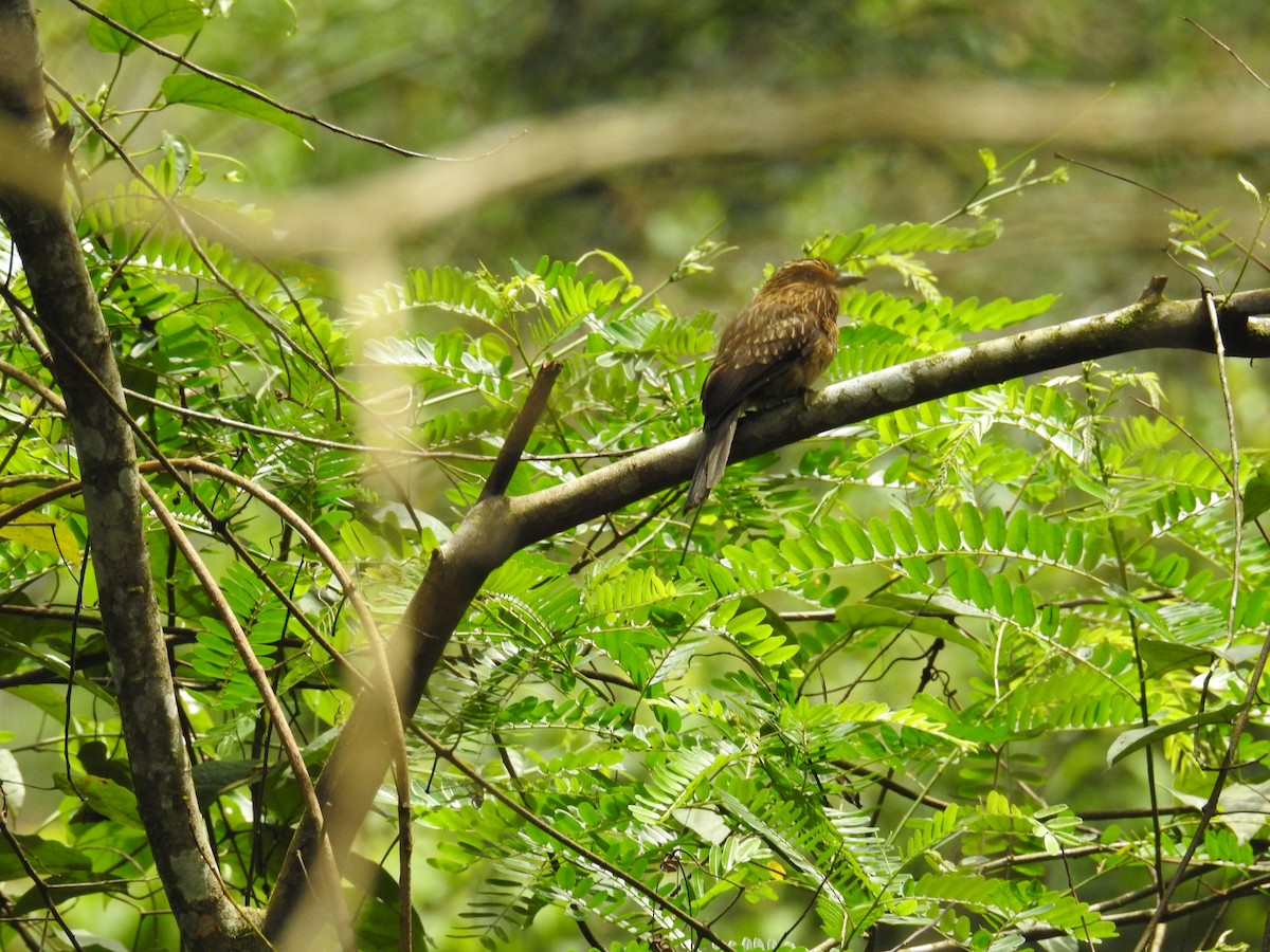 Crescent-chested Puffbird (Greater) - ML643451839