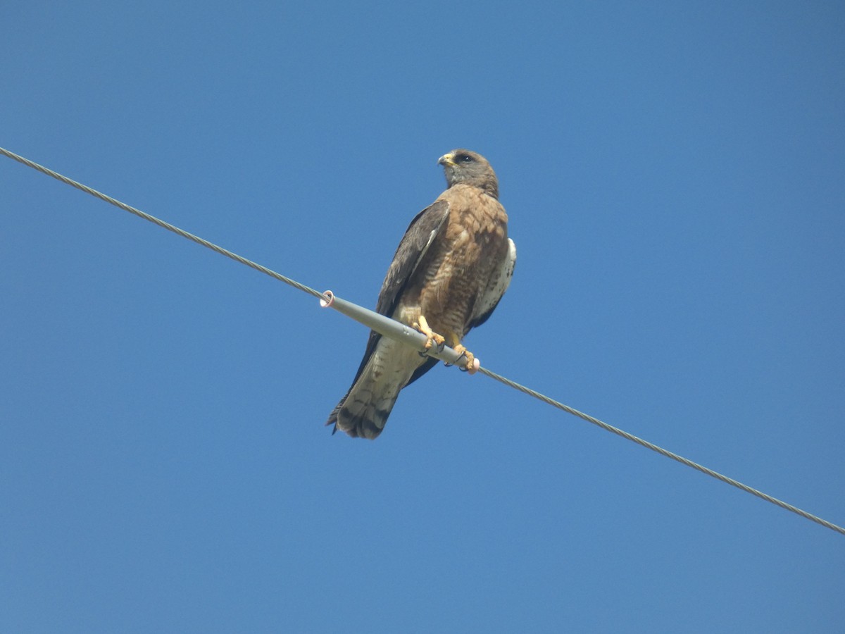 Swainson's Hawk - ML643451840