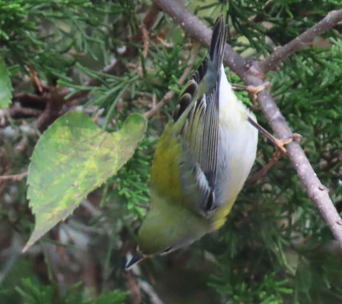 Northern Parula - ML643451841