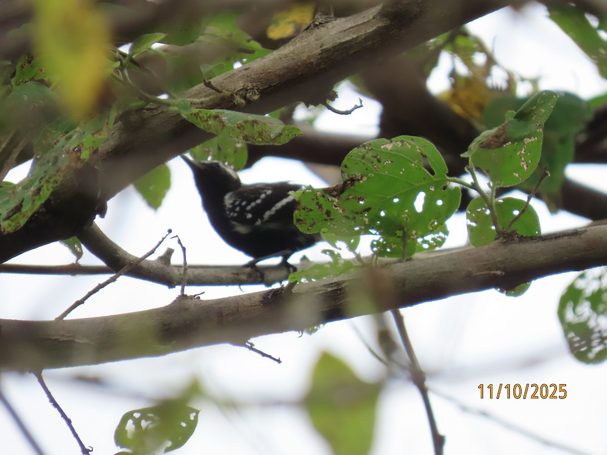 Northern White-fringed Antwren - ML643451844