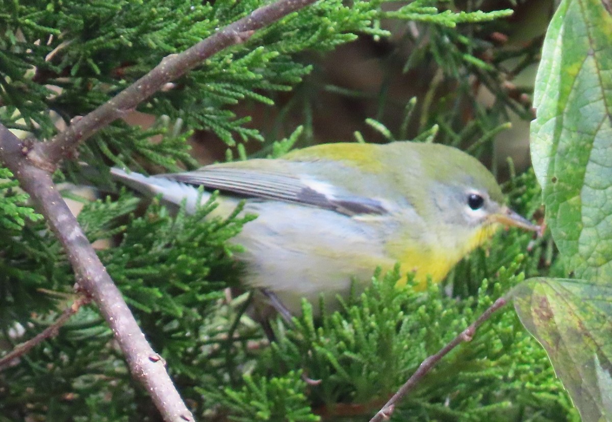 Northern Parula - ML643451867