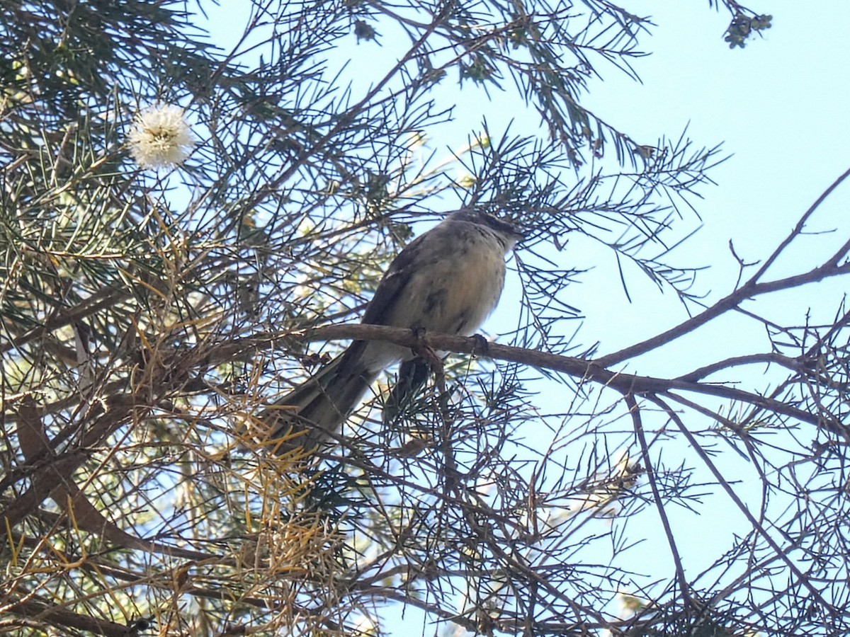 Gray Fantail - ML643451870