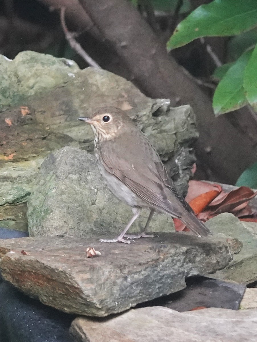 Swainson's Thrush - ML643451872