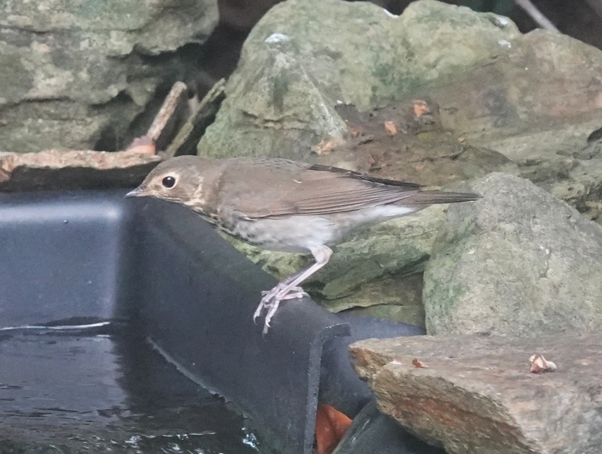 Swainson's Thrush - ML643451873