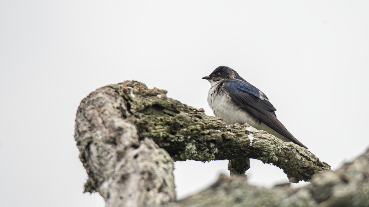 Gray-breasted Martin - ML643451887