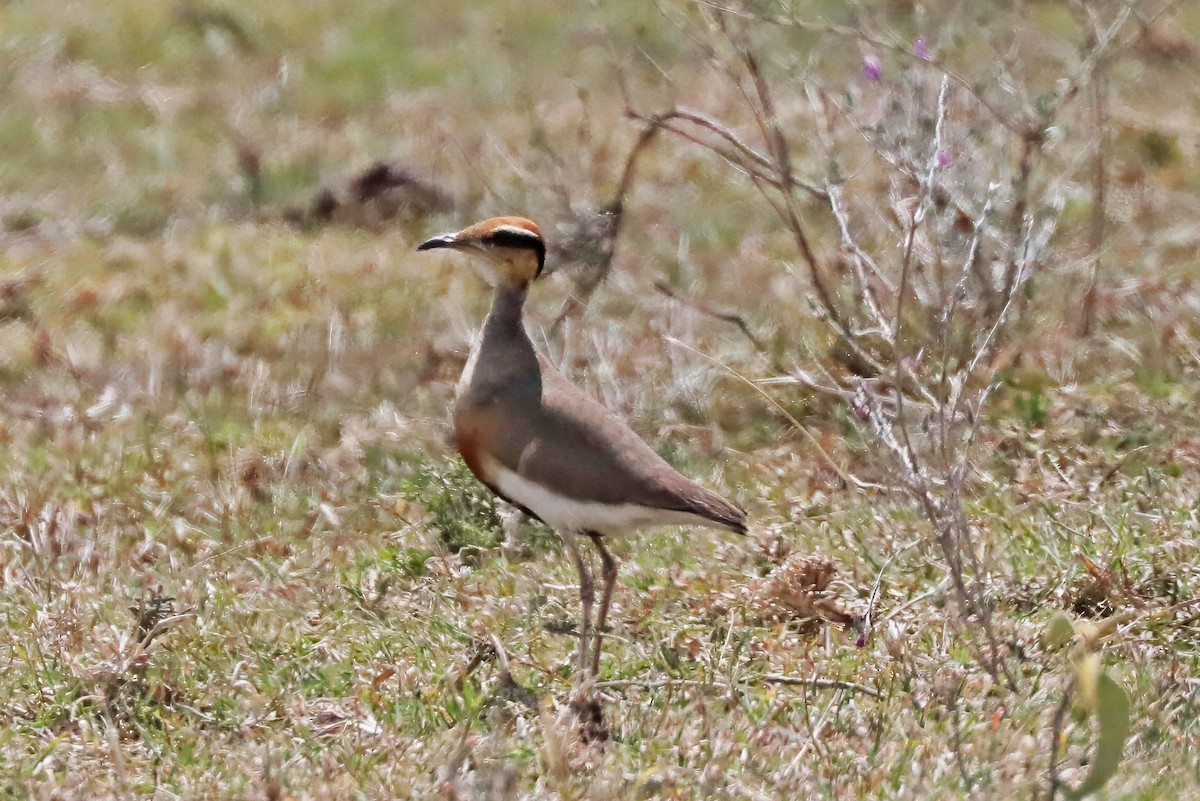 Temminckrennvogel - ML643451891