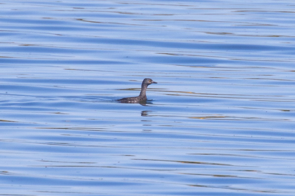 Least Grebe - ML643451912