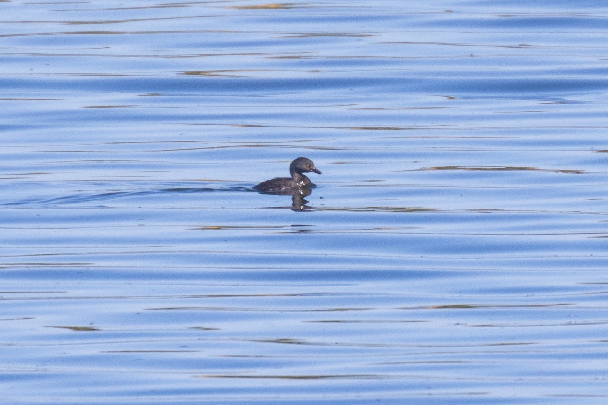 Least Grebe - ML643451913