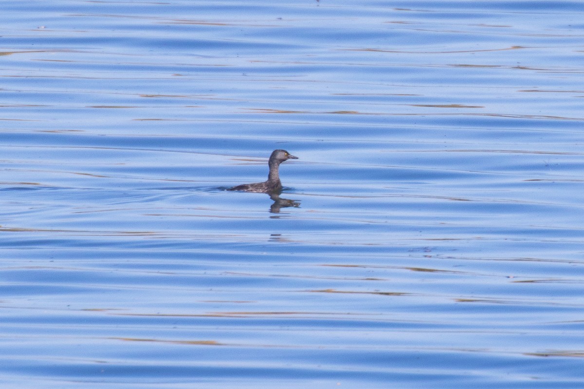 Least Grebe - ML643451914