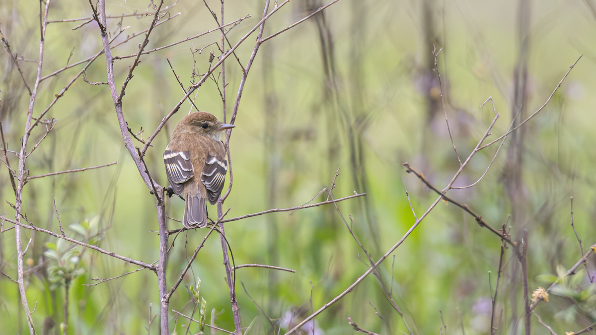 Bran-colored Flycatcher - ML643451917