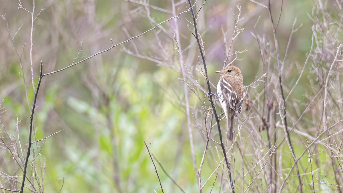Bran-colored Flycatcher - ML643451918