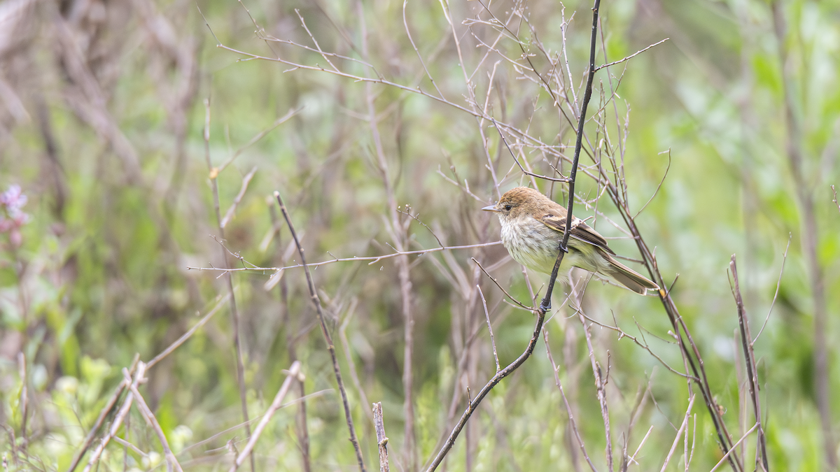 Bran-colored Flycatcher - ML643451919