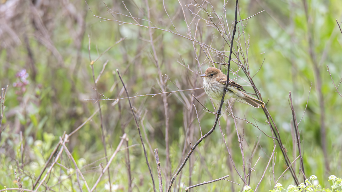 Bran-colored Flycatcher - ML643451920