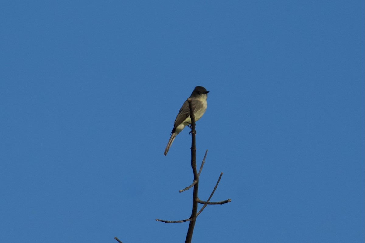 Eastern Phoebe - ML643451925