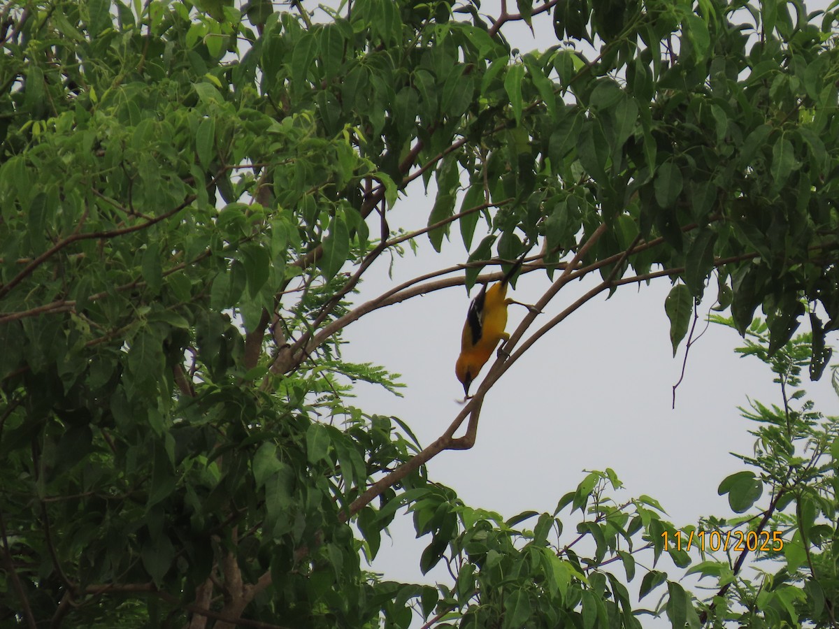 Yellow Oriole - ML643451927