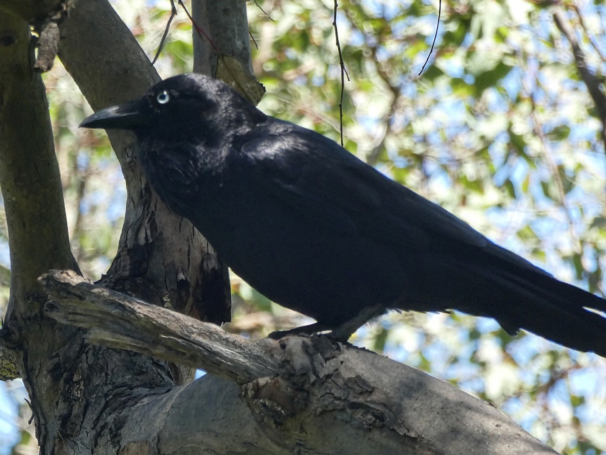 Australian Raven - ML643451928