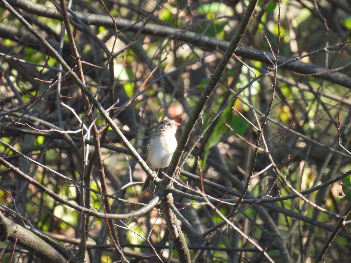 Field Sparrow - ML643451948