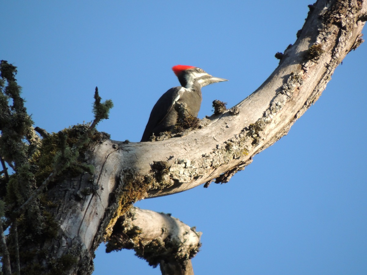 Pileated Woodpecker - ML643451960