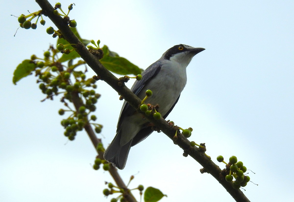 Hooded Tanager - ML643451962